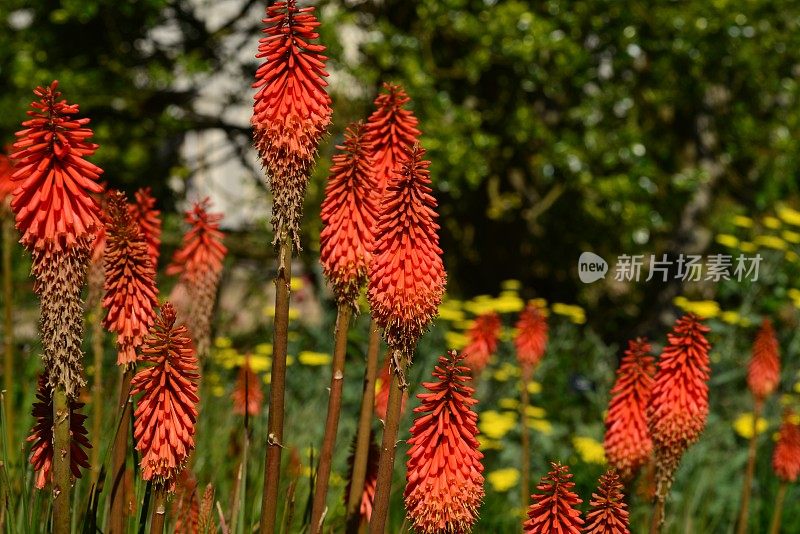 Red Hot Poker，英国